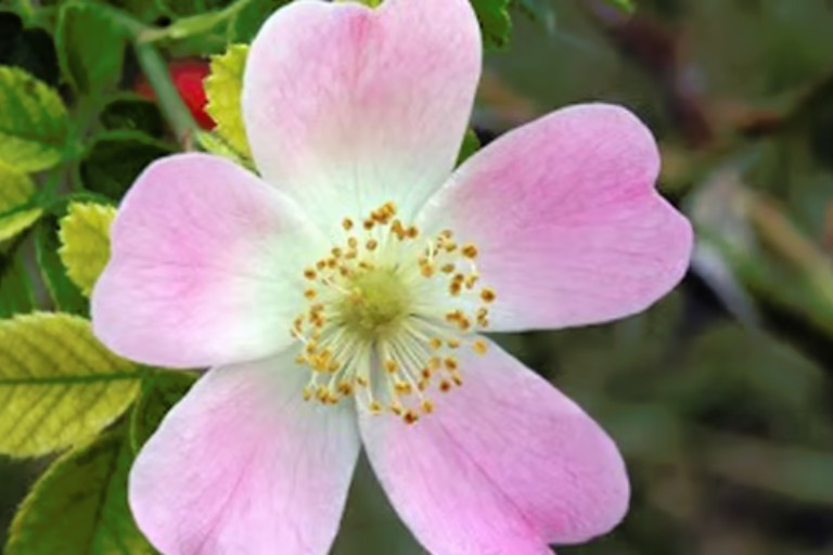 Destaque do post do blog reencontre-se. Post 19 - Conhecendo Florais de Bach Wild Rose.