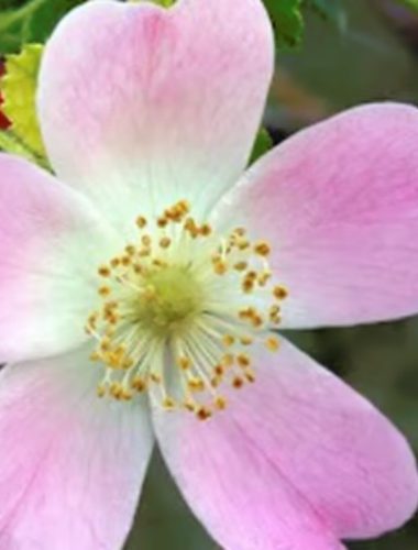 Destaque do post do blog reencontre-se. Post 19 - Conhecendo Florais de Bach Wild Rose.